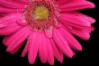 PinkFlower with water droplets