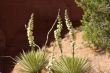 Wild Yucca 2