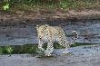 leopard