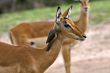 deer antelope and bird