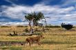 Lion and vulture