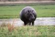 hippopotamus