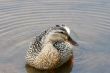 Female Mallard