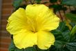 Yellow Hibiscus