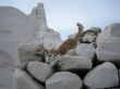 Mykonos kitty, Greece