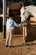 feeding the horse