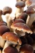 Southern Poplar Mushroom