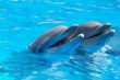 Happy dolphins