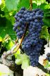 Grape cluster on a vine