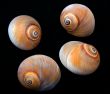Four Shells