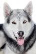 adorable dog