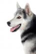 adorable dog
