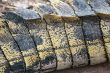 Crocodile scales