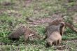 Family of mongoose