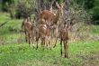 deer antelope