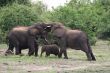 Elephants fighting