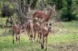 impala antelope