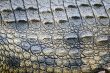 Crocodile scales