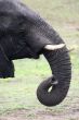 Elephants portrait