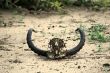 Impala horns