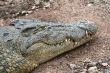 Crocodile