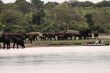 Elephant herd