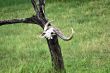 buffalo skull