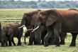 Elephant family