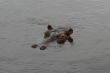 hippo