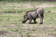 wild pig
