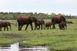 Elephant family