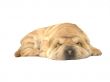 sleeping puppy