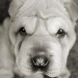 Sad puppy