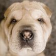 Sad puppy portrait