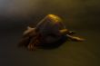 Nude Woman
