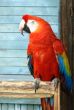 red macaw