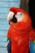 red macaw
