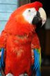  red macaw