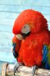  red macaw