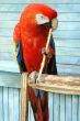 red macaw