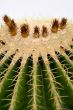 cactus flower