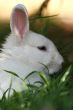 white rabbit