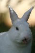 white rabbit