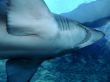 shark
