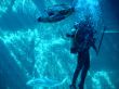scuba diver and turtle