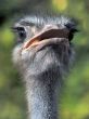 portrait of the ostrich