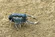 scorpion