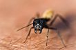 Warrior termite