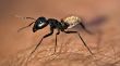 Warrior termite
