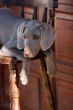 dog weimaraner